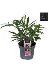 Helleborus orientalis Hello Red P17