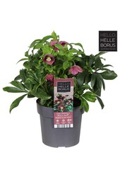 Helleborus orientalis Hello Red P17