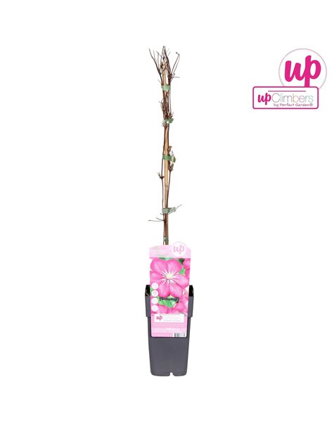 Clematis Ville de Lyon P15