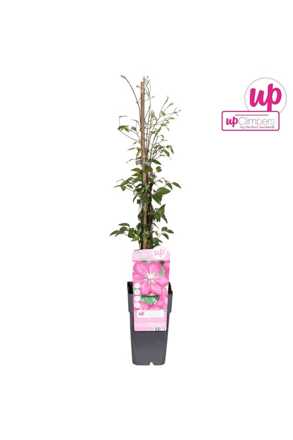 Clematis Ville de Lyon P15