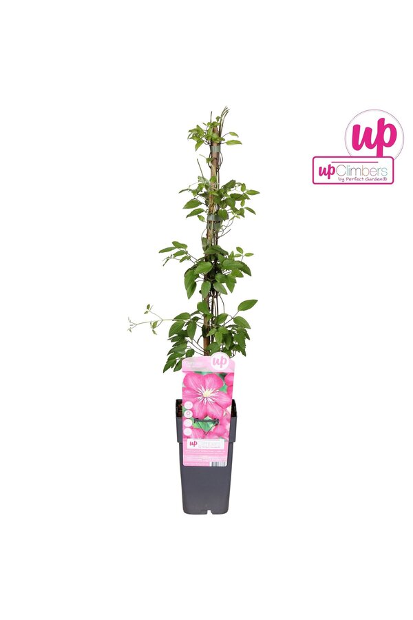 Clematis Ville de Lyon P15