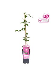 Clematis Ville de Lyon P15