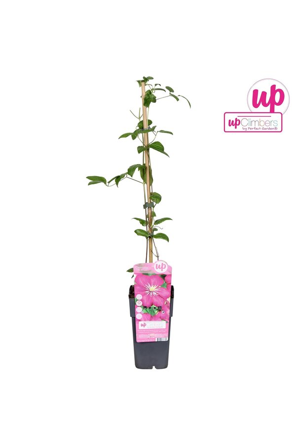 Clematis Ville de Lyon P15