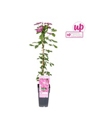 Clematis Ville de Lyon P15