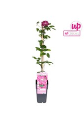 Clematis Ville de Lyon P15