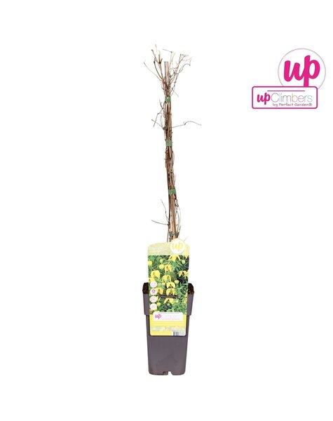 Clematis tangutica P15