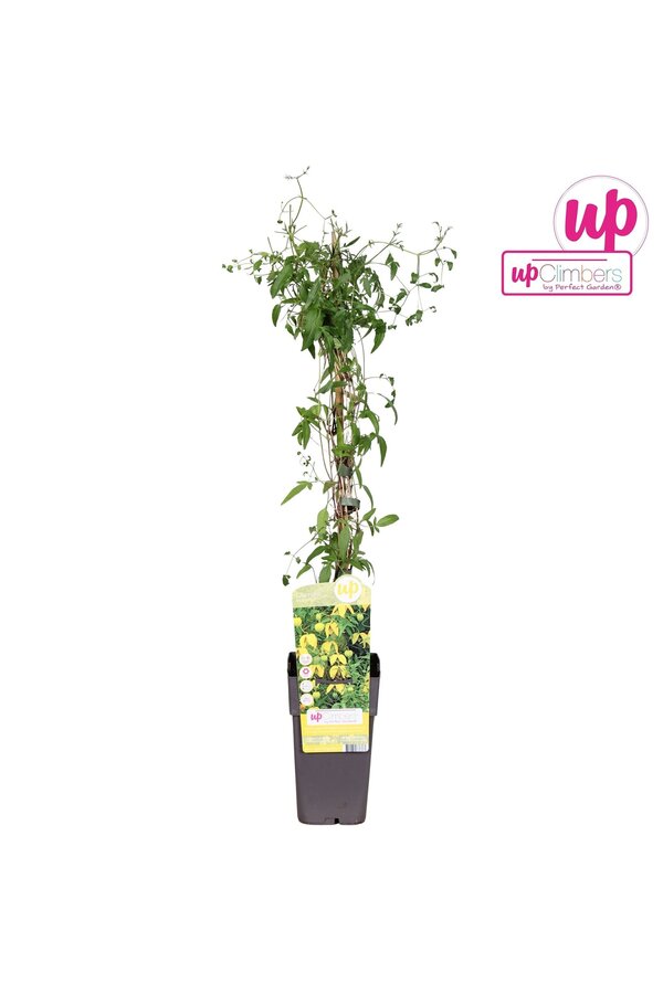 Clematis tangutica P15