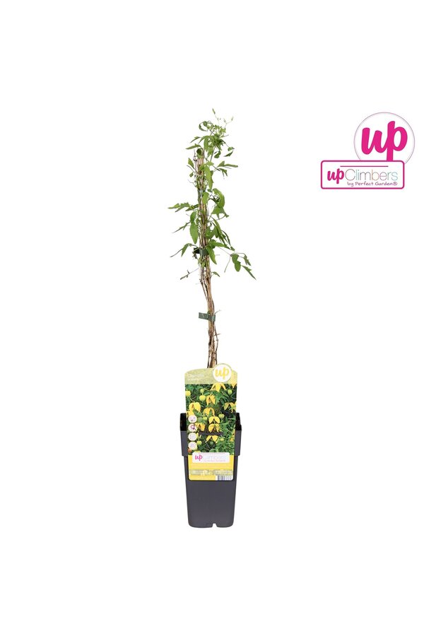 Clematis tangutica P15