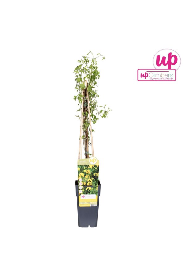 Clematis tangutica P15