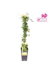 Clematis tangutica P15