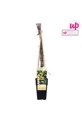 Clematis tangutica P15