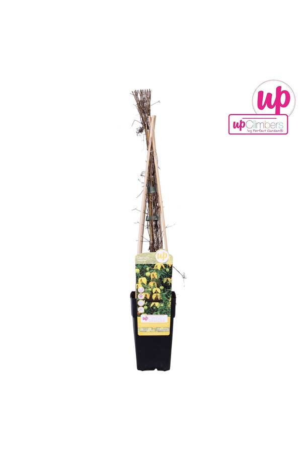 Clematis tangutica P15