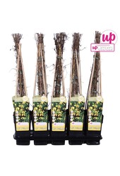 Clematis tangutica P15