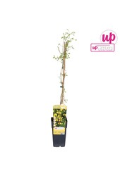 Clematis tangutica P15