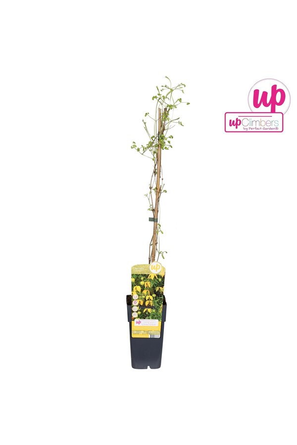 Clematis tangutica P15