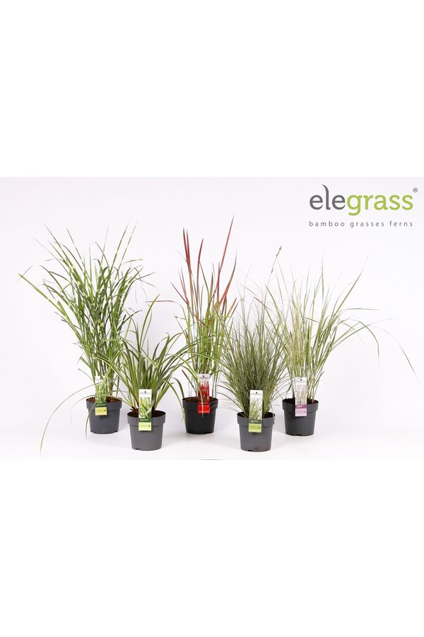 Grassen mix laag - Elegrass Hardy and Evergreen P14