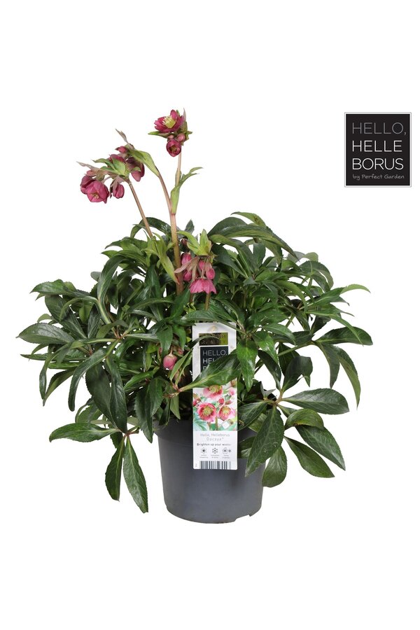 Helleborus Dacaya P19