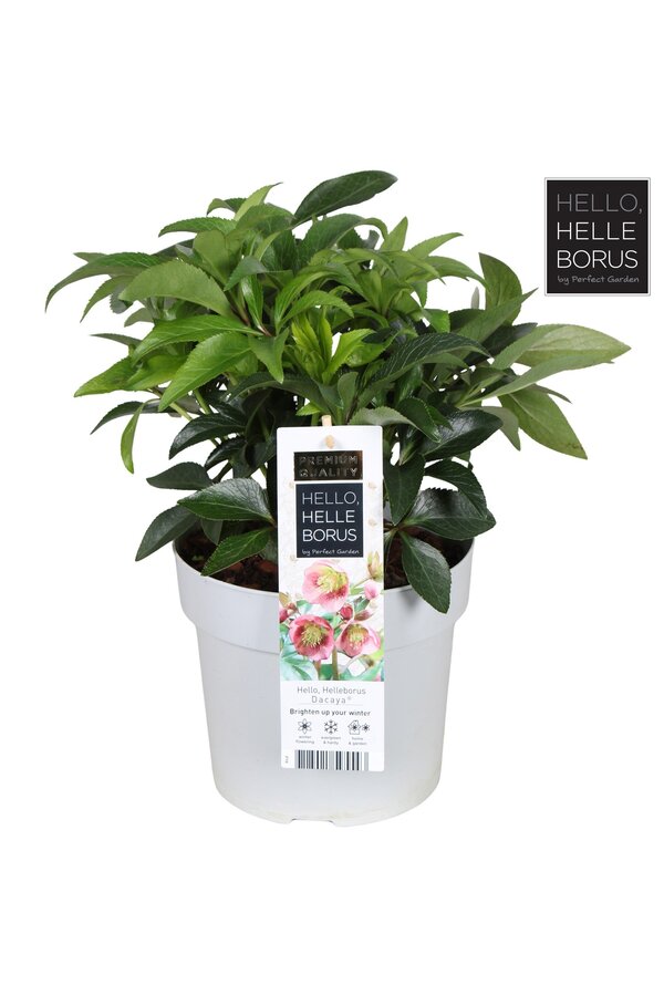 Helleborus Dacaya P19