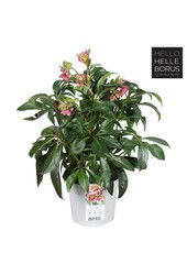 Helleborus Dacaya P19