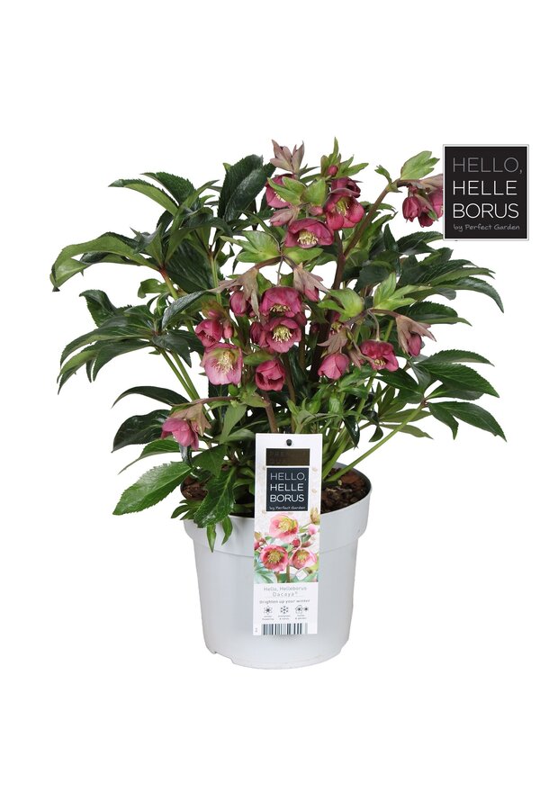Helleborus Dacaya P19