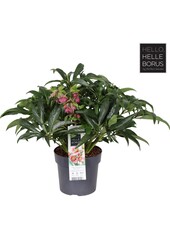 Helleborus Dacaya P19