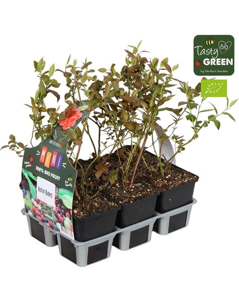 Vaccinium mix 6-pack bio P9