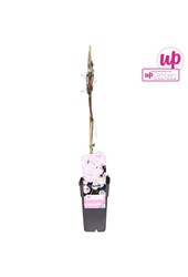 Clematis Montana Mayleen P15