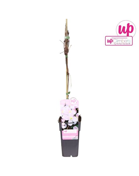 Clematis Montana Mayleen P15