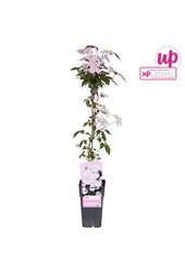 Clematis Montana Mayleen P15