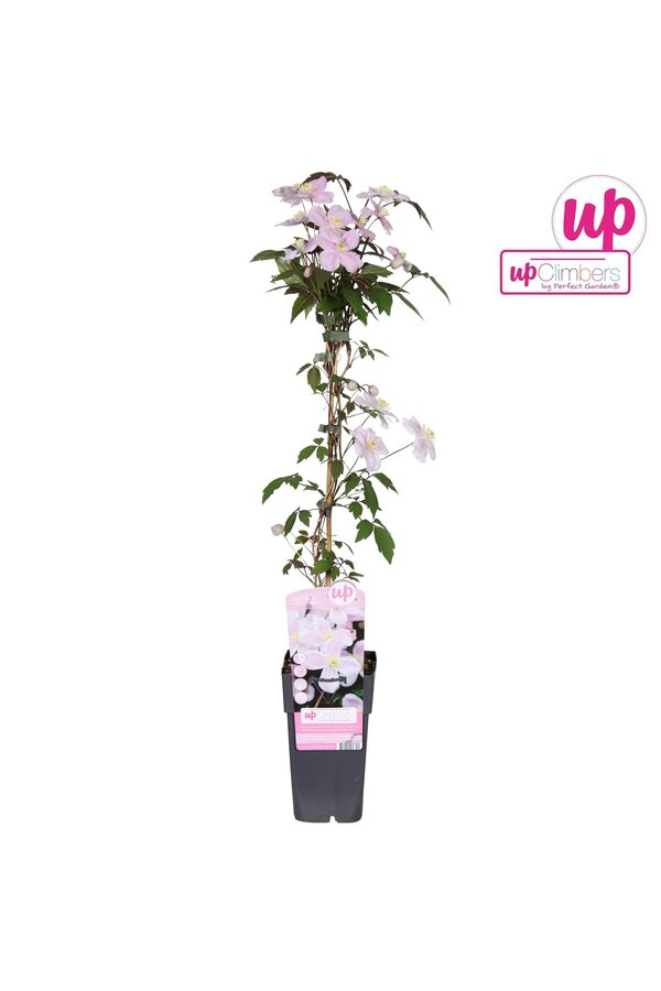 Clematis Montana Mayleen P15