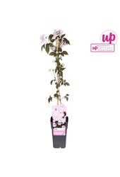 Clematis Montana Mayleen P15