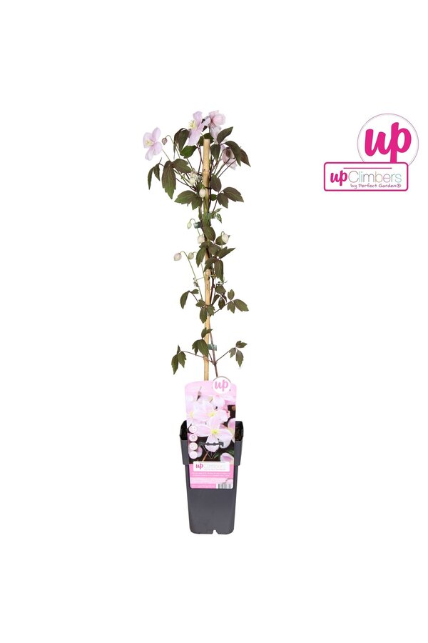 Clematis Montana Mayleen P15