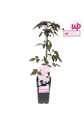 Clematis Montana Mayleen P15