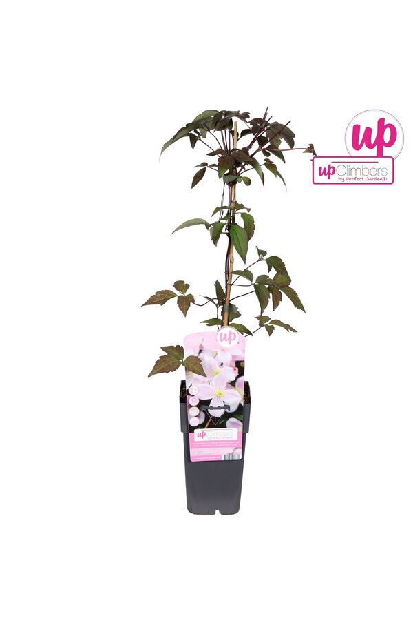 Clematis Montana Mayleen P15