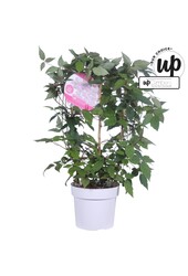 Clematis Montana Mayleen P19