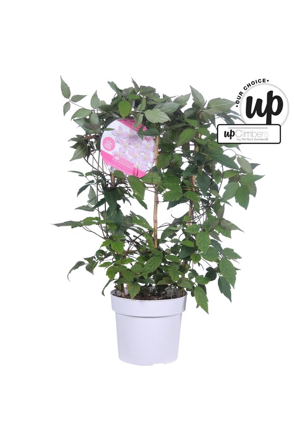 Clematis Montana Mayleen P19