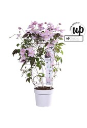 Clematis Montana Mayleen P19