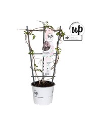 Clematis Montana Mayleen P19