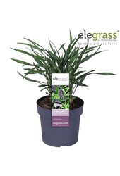 Liriope muscari Royal Purple P19