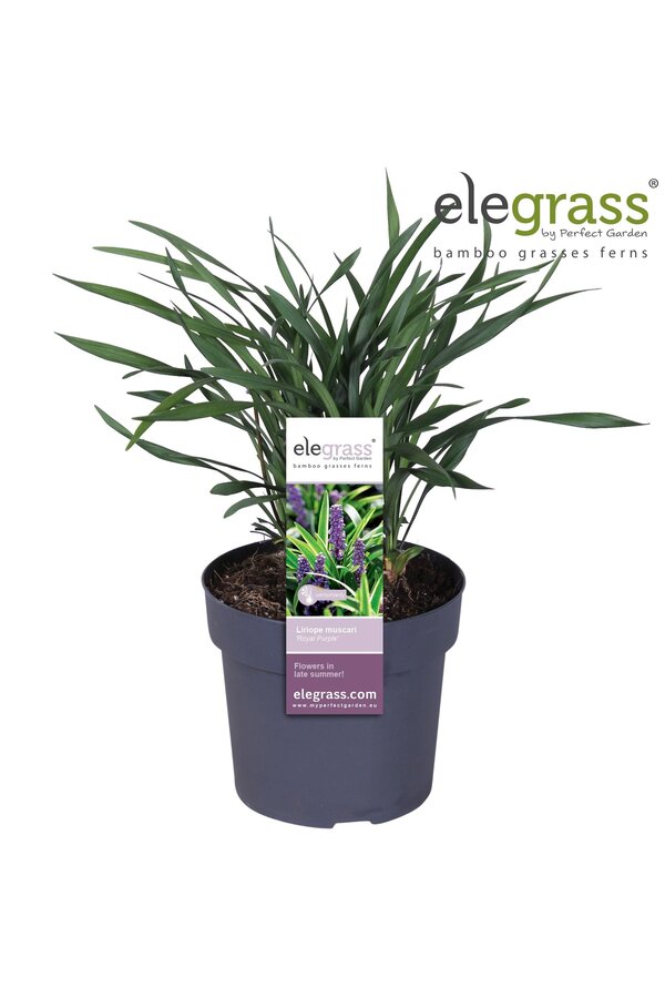 Liriope muscari Royal Purple P19