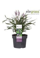 Liriope muscari Royal Purple P19