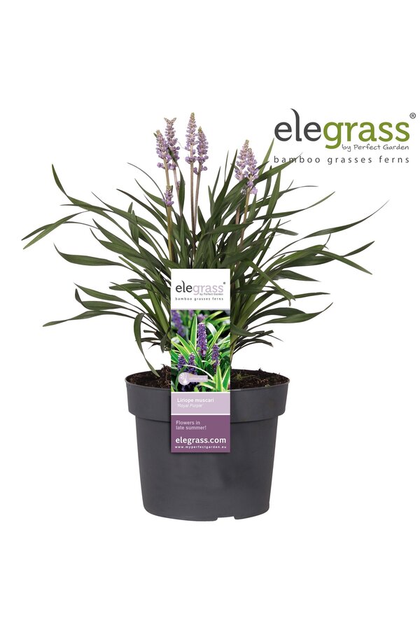 Liriope muscari Royal Purple P19