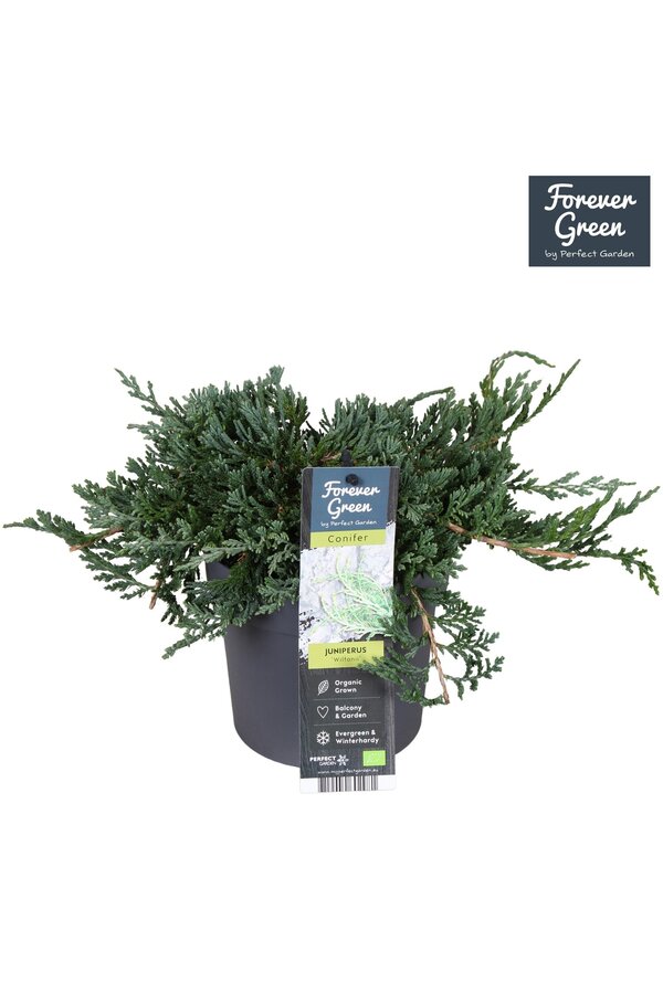 Juniperus horizontalis Wiltonii P14