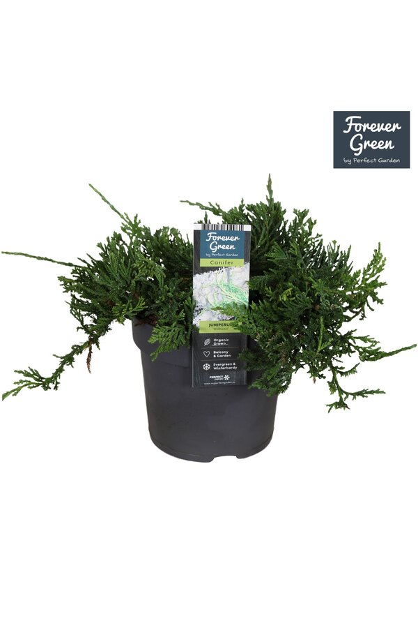 Juniperus horizontalis Wiltonii P14