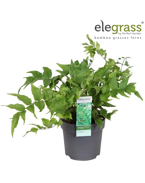 Cyrtomium fortunei Clivicola P14