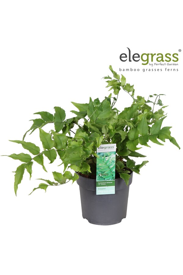 Cyrtomium fortunei Clivicola P14