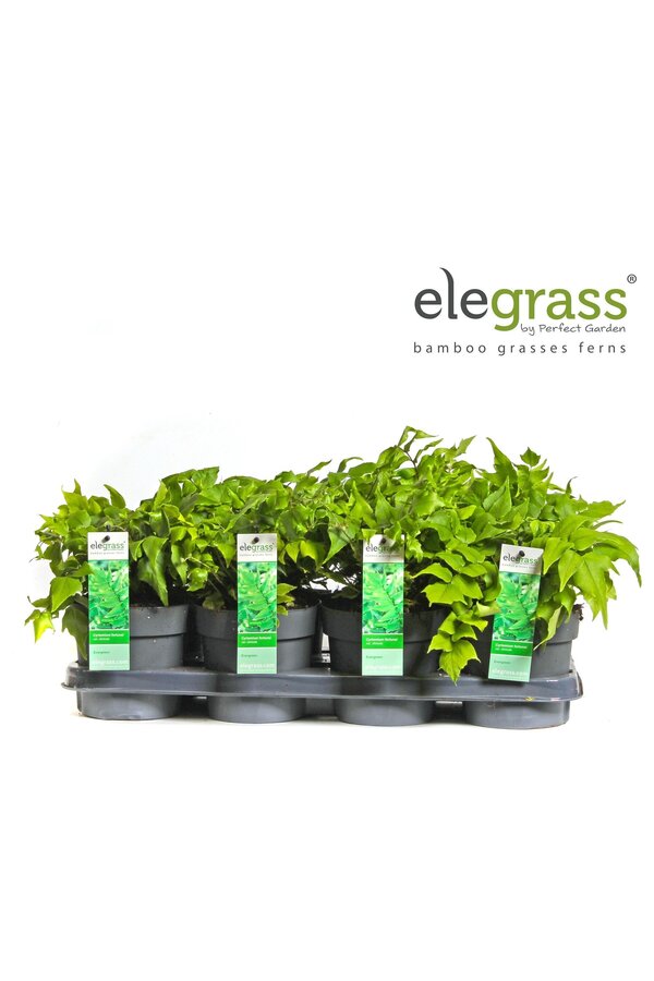 Cyrtomium fortunei Clivicola P14