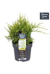Juniperus pfitzeriana Gold Coast P14