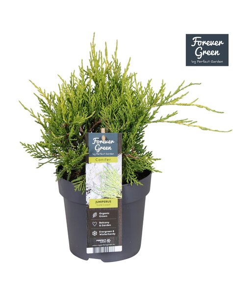 Juniperus pfitzeriana Gold Coast P14