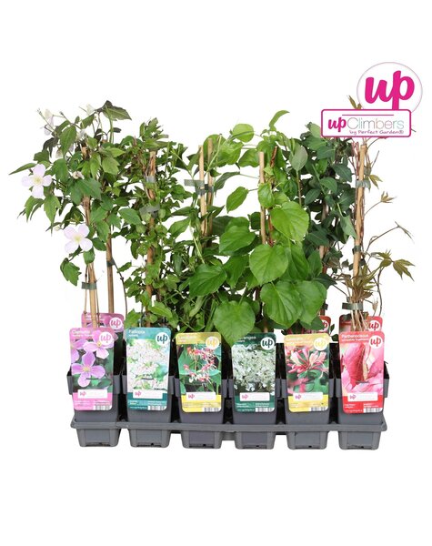 Klimplanten mix tray value P12